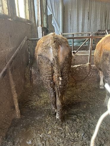 телята породистые: Продаю | Корова (самка) | Для разведения | Привязанные — 2