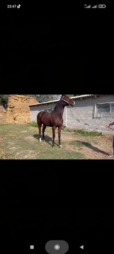 Иттер: Сатам | Байтал | Жумушка — 5