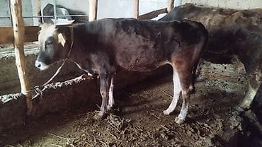 домики для телят: Продаю | Тёлка | На откорм | Привязанные — 1