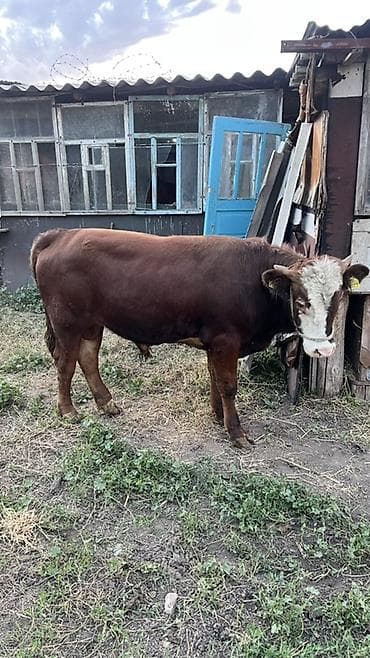 Продаю | Бык (самец) | На откорм | Племенные at lalafo.kg Продаю | Бык (самец) | На откорм | Племенные