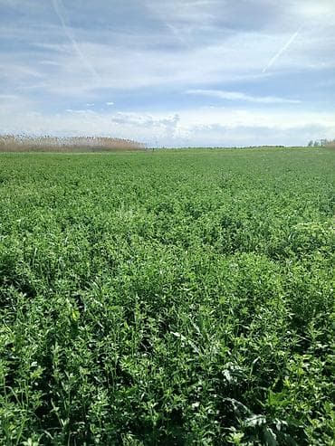 Люцерна беде тук пресстелген сатылат апрель 27си чабылат 4 чабык бирок