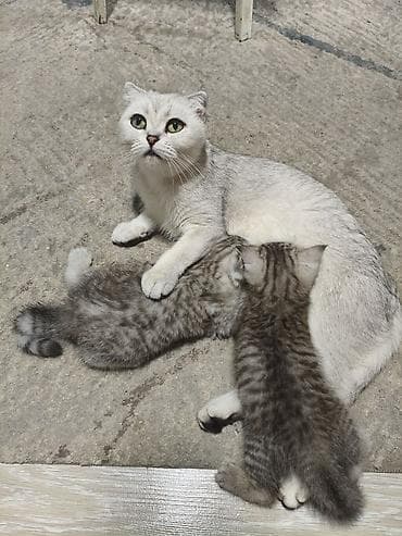 перо: Британский котёнок, серебристая шиншилла (околотикующий окрас — 7