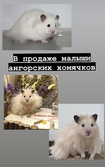 сирийские хомячки: Продаются хомячки джунгарские, сирийские, ангорские пушистые хомячки — 7