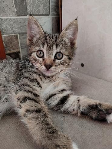 акт аптека: 1 месяц, Мальчик, Метис, Приучена к лотку, Проглистована — 3