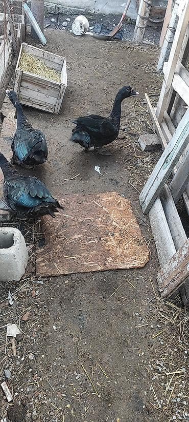 опилки для хомяка: Селезни самцы Мускусные утки (3 шт), черного окраса.1 штук 1700 с - — 7