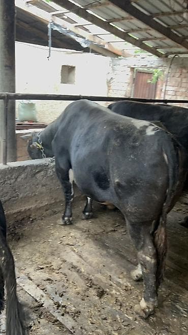телка голштин: Продаю | Бык (самец) | На откорм | Привязанные — 1