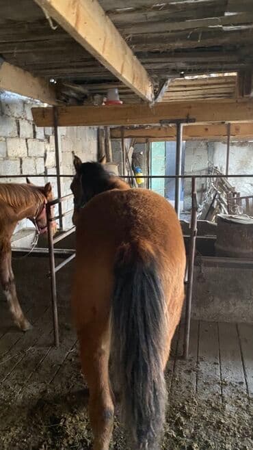 купить рабочую охотничью собаку: Сатам | Байтал, Тай | Көбөйтүү үчүн — 3