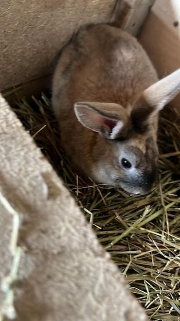 машинка для животных: Продаю | Крольчиха (самка), Кролик самец, Крольчата | Новозеландская, НЗК | На забой, Для разведения — 4