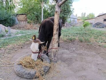 продаю музоо торпок корова самка бык самец айрширская ангус алатауская на забой для разведения на откорм племенные нетель привязанные: Сатам | Уй (ургаачы), Кунаажын | Швиц, Симментал, Голштин | Кунажын, Бооз — 12