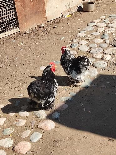 Животные: Продаю | Куры | Кохинхин | Для разведения — 1