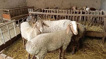 индюк тушка: Продаю | Овца (самка) | Полукровка | На забой, Для разведения | Матка, Ярка — 3