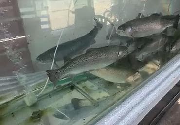 балык кумара: 🐟 Живая форель в наличии! 🐟 Хотите свежую рыбу прямо с воды? У нас — 1