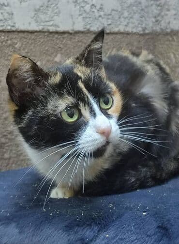 Ищем дом замечательной кошке. Привезём сами,бесплатно at lalafo.kg Ищем дом замечательной кошке. Привезём сами,бесплатно