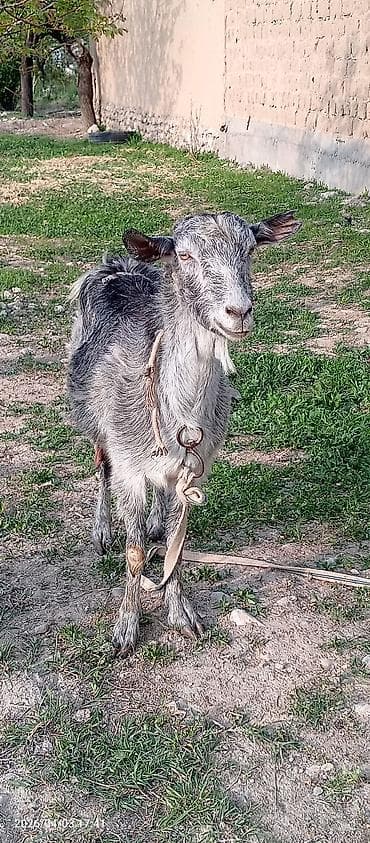 продаю мёд: Продаю | Коза (самка) | Для разведения — 3