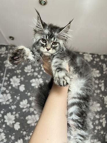 кошки сокулук: Продаются супер мощные Мейн Куны с полным пакетом Документов — 7