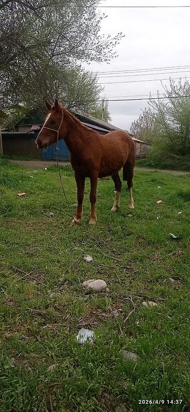 Продаю | Кобыла (самка) | Дончак | Рабочий | Мерин