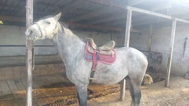 сухопутная черепаха домашняя купить: Сатам | Байтал — 1