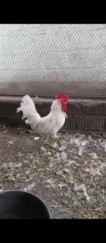 купить собаку доберман в бишкеке: Продаю | Петух | Леггорн | Для разведения — 1