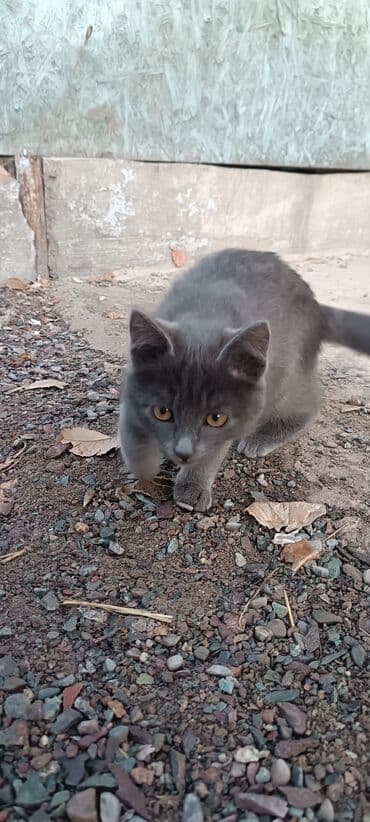 отдам кошечку в добрые руки: Котята - Два очаровательных малыша: один полностью серый (дымчатый — 2