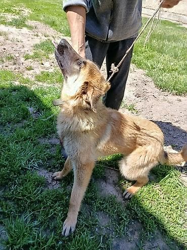 такса щенок цена: Немецкая овчарка, юниорного возраста, рыже-рыжий окрас с чёрной — 3