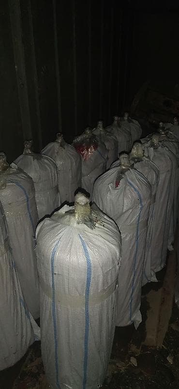 вада насос: Бытовой газовый баллон, Наполнение: Пропан, Оптом, В розницу — 4