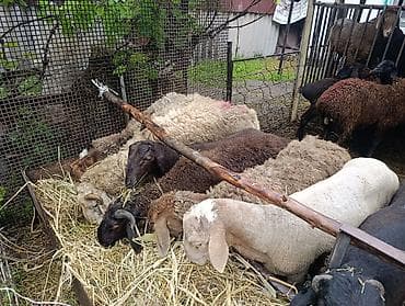 А/ч жаныбарларын сатам: Сатам | Ургаачы кой (ургаачы), Козу, Кочкор (эркек) | Союуга, Көбөйтүү үчүн — 8