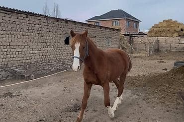 уй ети: Продаю | Жеребенок | Рабочий — 1