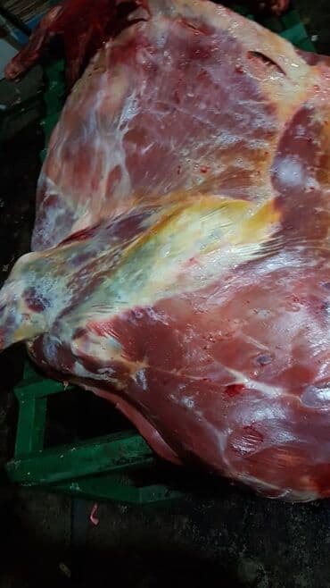 корм форели: Куплю | Коровы, быки | На забой, на мясо — 3