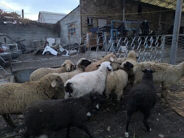 куда отдать собаку бишкек: Продаю | Ягненок | Меринос, Романовская, Полукровка | На забой, Для разведения, Для шерсти | Кастрированные, Ярка — 2