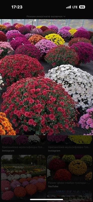 Саженцы at lalafo.kg Саженцы