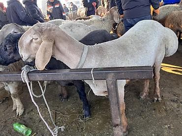 Продаю | Баран (самец) | Арашан | Для разведения | Осеменитель