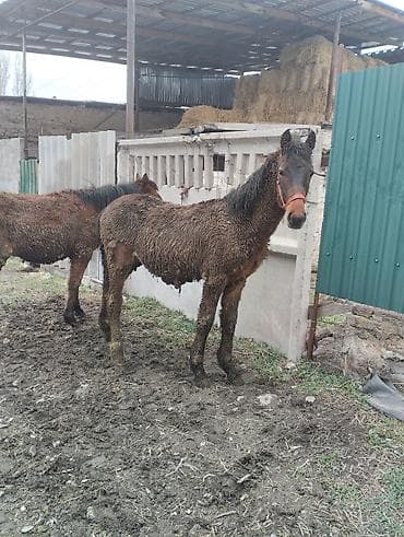 Башка жаныбарлар: Сатам | Тай | Аргын | Көбөйтүү үчүн | Асыл тукумдуу — 7