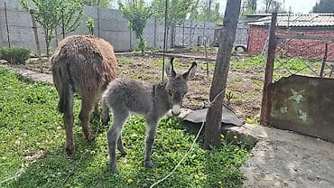 Ургаачы эшек сатам баласы менен чогу,тууганына 2- күн болду