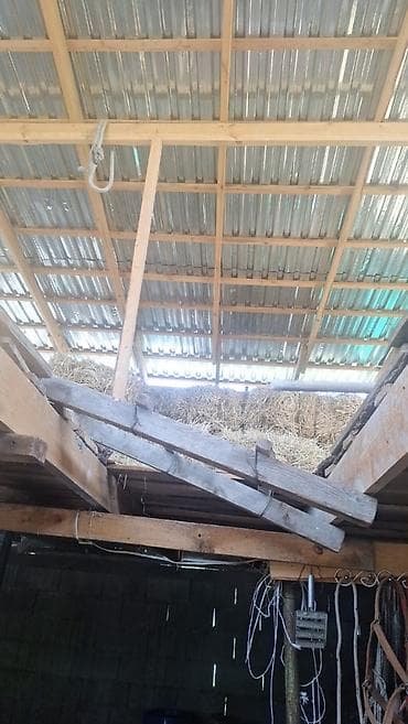 помещение жалал абад: Сарай/коровник для КРС - Размер: 13,6 м (длина). - Вместимость — 5