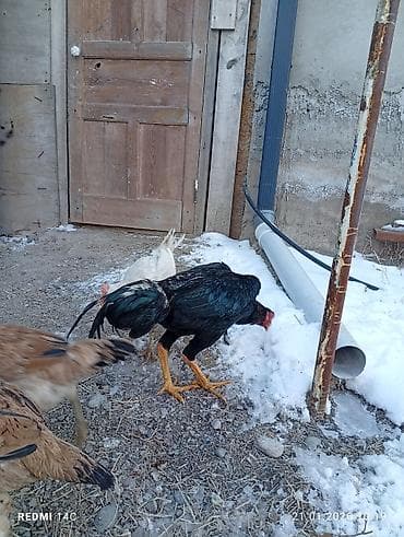 животные ош: Продаю | Петух | Бойцовая, Дакан | Для разведения, Для боев — 1