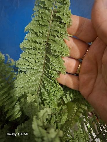 цветок дифенбахия: Продаю папоротник пушистик. в хорошем горшке — 2