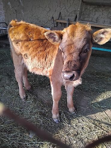 бенгальская кошка домашняя: Продаю | Корова (самка) | Для молока — 5