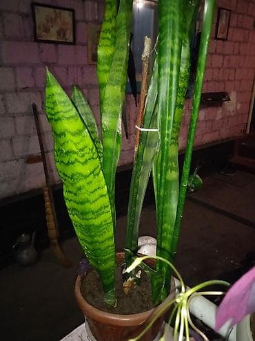 Сансевиерия (Sansevieria trifasciata, «Тёщин язык») в горшке. -