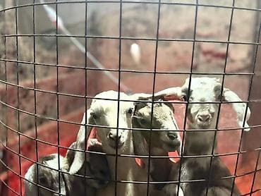 Продаю | Козлёнок | Для разведения | Племенные