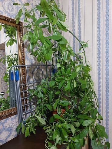 садовые цветы в бишкеке: Цветы 💐 — 3