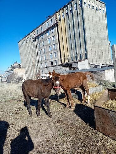 лошади для кок бору: Продаю | Жеребенок | Полукровка | Для разведения — 4