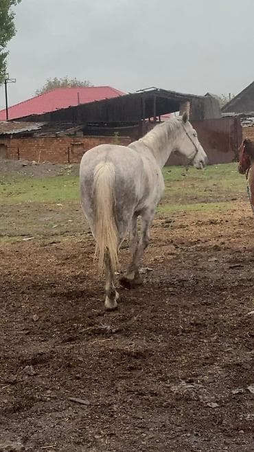 лучший ветеринар бишкек: Продаю | Кобыла (самка) | Рабочий — 4