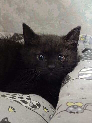 кошка цена: 🎄 Новогодний котенок в добрые руки, отдам даром🏠 Под Новый год — 1