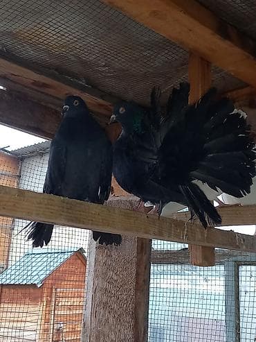А/ч жаныбарлары үчүн тоюттар: Продаю голубей пару павленов жуков Павлиний голубь, окраска — 3