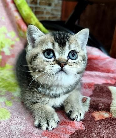 шотландский скоттиш страйт: Скотиш Страйт (Шотландская прямоухая), 2 месяца, Девочка — 1