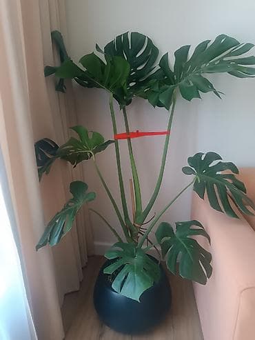 камелия в горшке: Монстера делициоза (Monstera deliciosa), крупный — 3