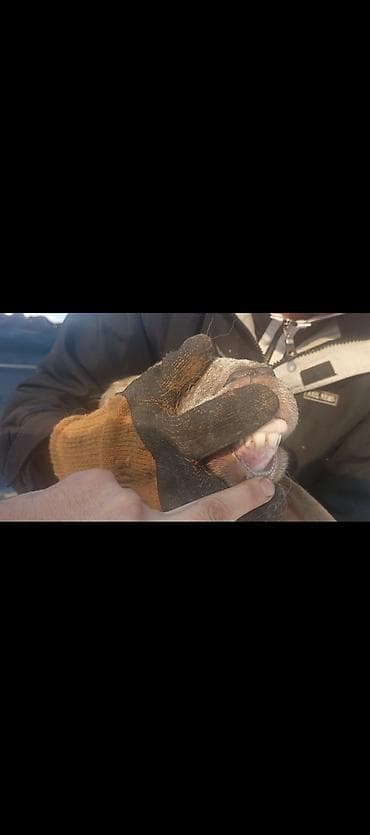 Продаю | Овца (самка) | Арашан | Для разведения | Котные at lalafo.kg Продаю | Овца (самка) | Арашан | Для разведения | Котные