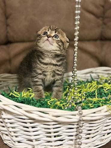 Мышыктар: Скотиш Фолд (Шотландиялык шалпаң кулак), 2 айлык, Ургаачы, Лотокко барууга үйрөтүлгөн — 8