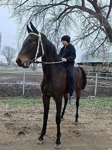 кой тащ: Продаю | Жеребенок | Английская | Конный спорт — 5