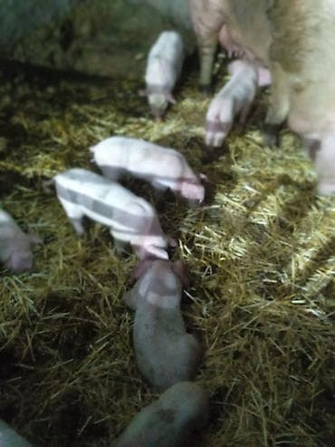 домашние птицы: Продаю | Поросенок | Для разведения — 1